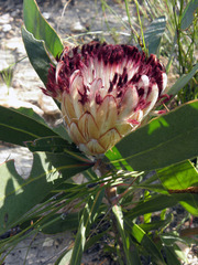 Protea lorifolia