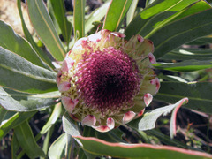 Protea lorifolia