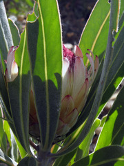 Protea lorifolia