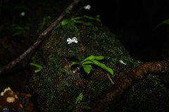 Cheiradenia cuspidata