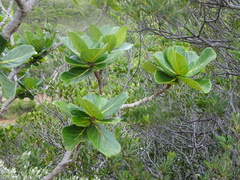 Deplanchea sessilifolia