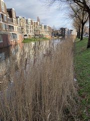 Phragmites australis