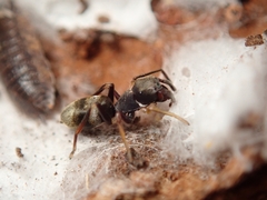 Myrmarachne japonica