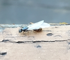 Tetramorium caespitum