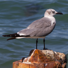 Leucophaeus atricilla