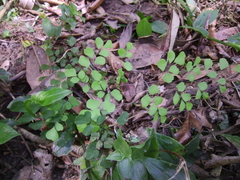 Adiantum aethiopicum