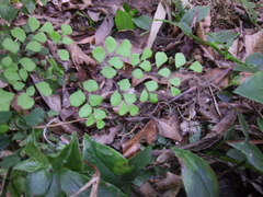 Adiantum aethiopicum
