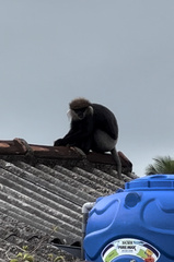 Semnopithecus vetulus