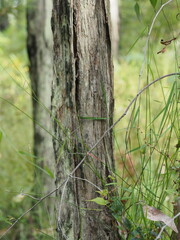 Eucalyptus obliqua