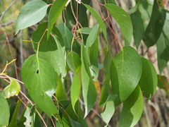 Eucalyptus obliqua