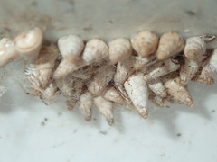 Cochlicella