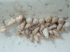 Cochlicella