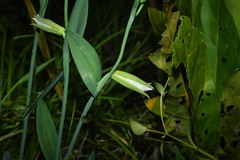Cleistes grandiflora
