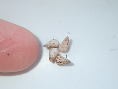 Cochlicella