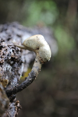 Xylaria comosa