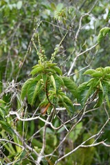 Croton guianensis