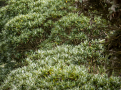 Brachyglottis stewartiae
