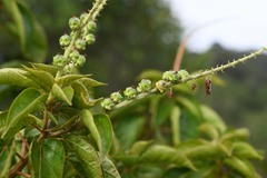 Croton guianensis