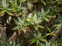 Brachyglottis stewartiae