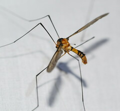 Leptotarsus clavatus