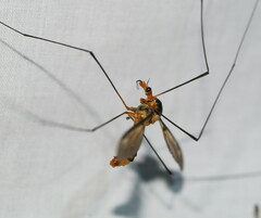 Leptotarsus clavatus