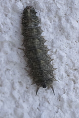Dasysyrphus