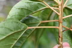 Croton guianensis