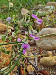 Neustanthus phaseoloides