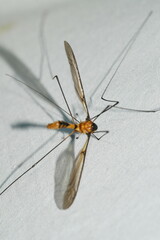 Leptotarsus clavatus