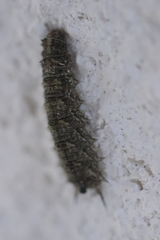 Dasysyrphus