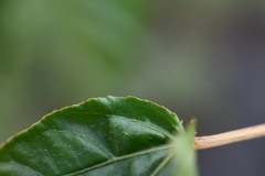 Croton guianensis