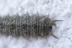 Dasysyrphus