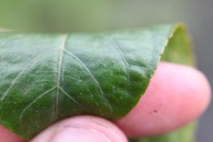 Croton guianensis