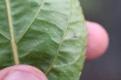Croton guianensis