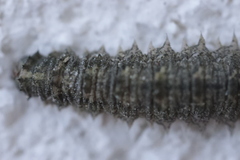 Dasysyrphus