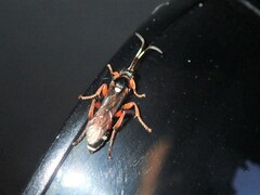 Ichneumon promissorius
