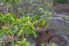 Croton guianensis