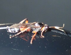 Ichneumon promissorius