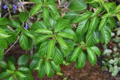 Croton guianensis
