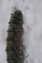 Dasysyrphus