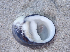 Nerita atramentosa