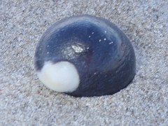 Nerita atramentosa