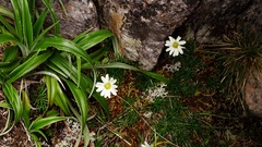 Scapisenecio albogilvus