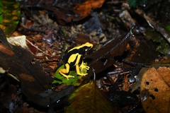 Dendrobates tinctorius