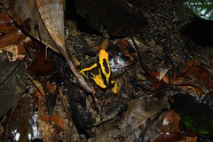 Dendrobates tinctorius