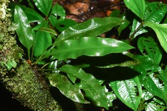 Elaphoglossum pteropus