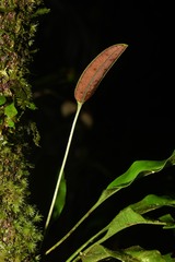 Elaphoglossum pteropus