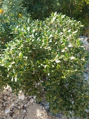 Rhamnus alaternus