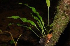 Elaphoglossum pteropus