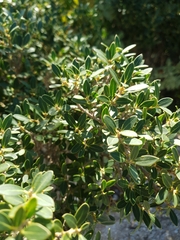 Rhamnus alaternus